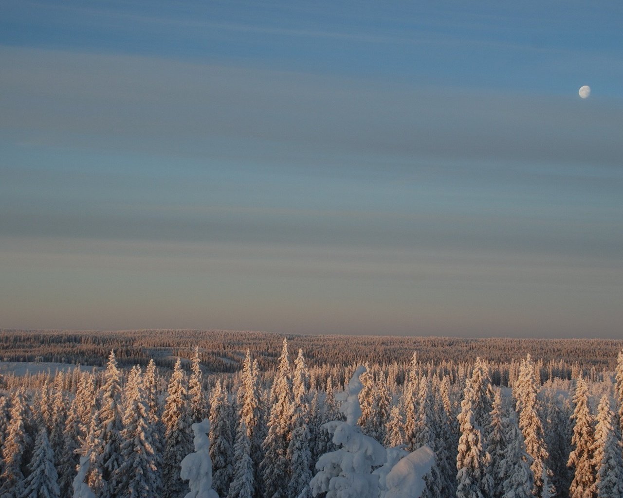 Обои небо, снег, лес, зима, луна, the sky, snow, forest, winter, the moon разрешение 1920x1200 Загрузить