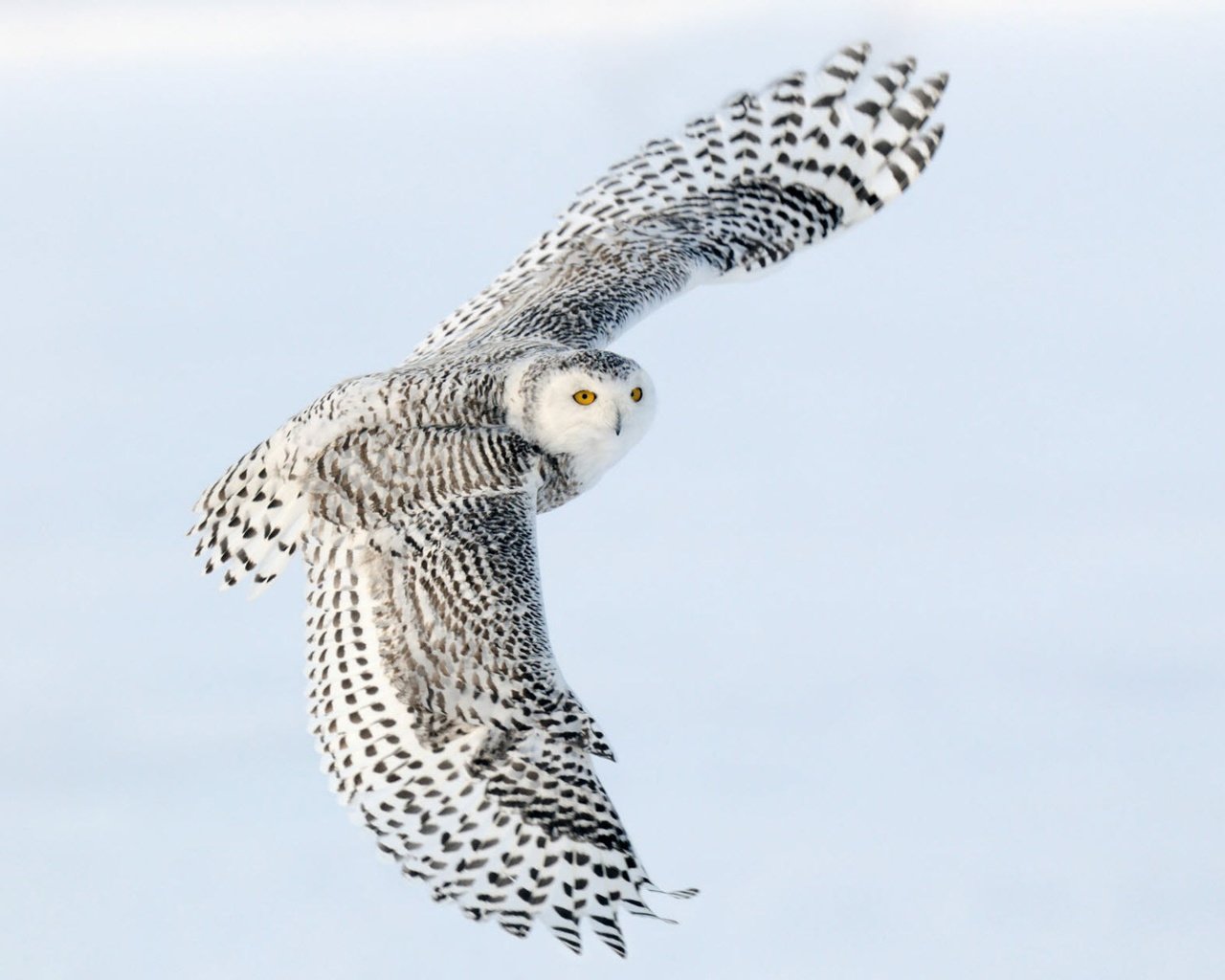 Обои сова, полет, крылья, снежная сова, owl, flight, wings, snowy owl разрешение 1920x1200 Загрузить