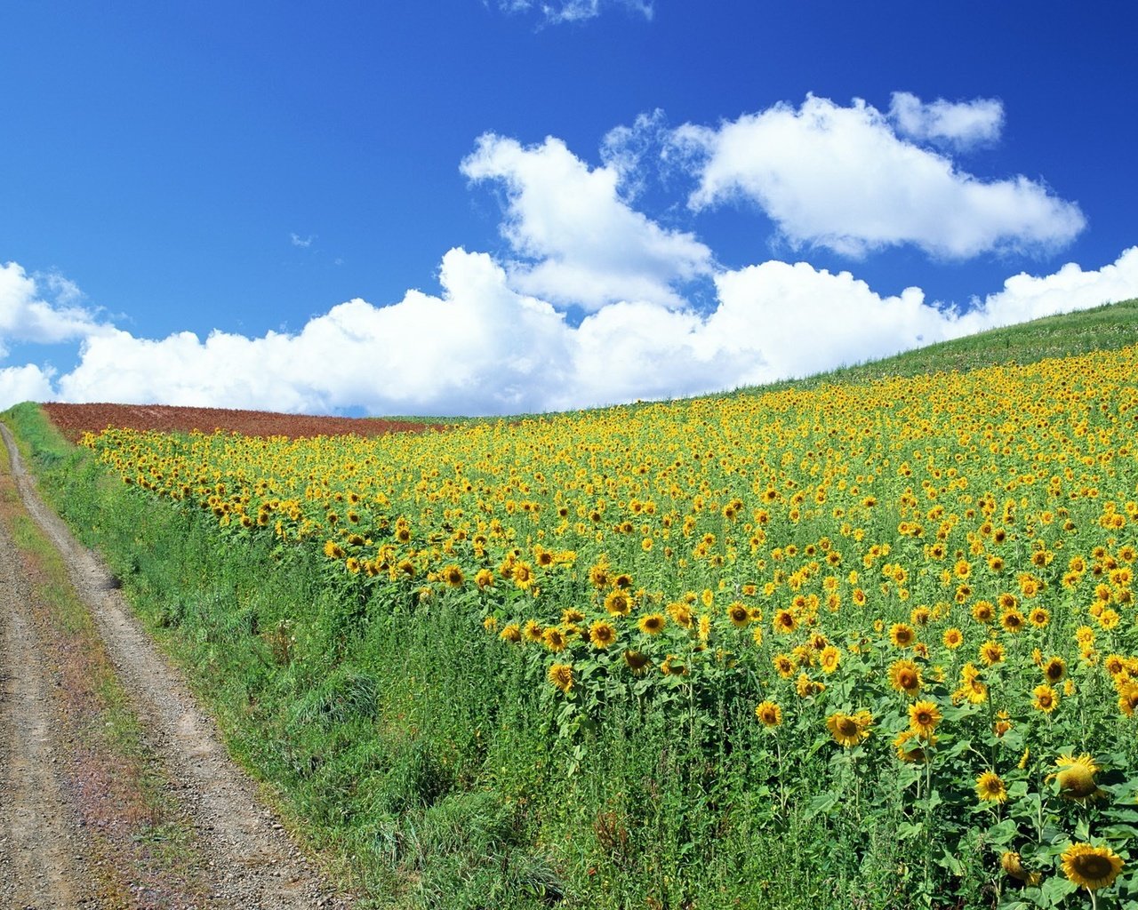Обои дорога, облака, подсолнухи, road, clouds, sunflowers разрешение 1920x1200 Загрузить