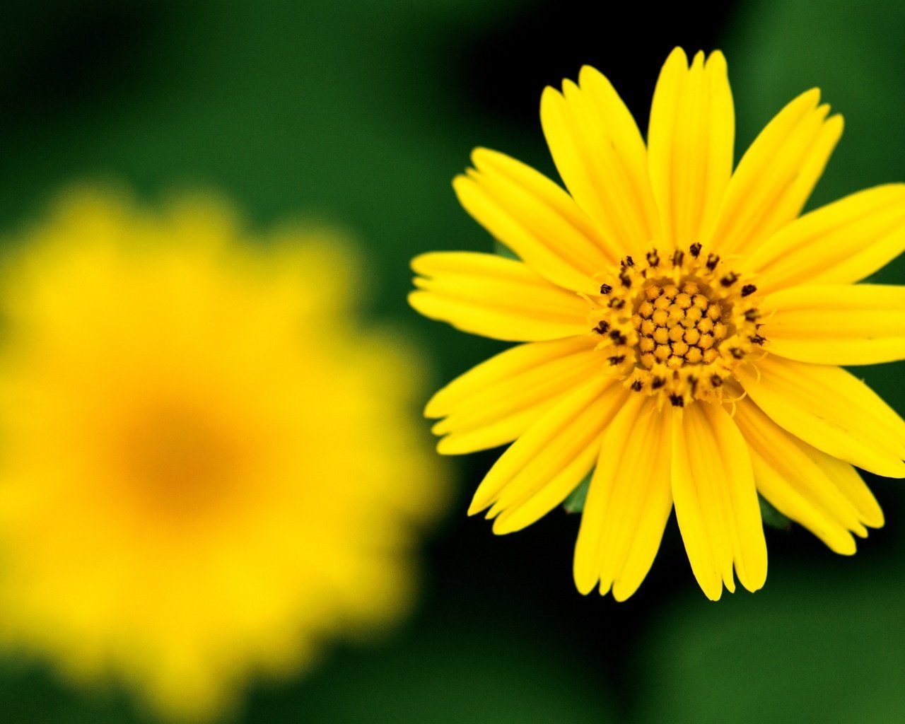 Обои желтый, фокус камеры, цветок, резкость, yellow, the focus of the camera, flower, sharpness разрешение 2560x1600 Загрузить