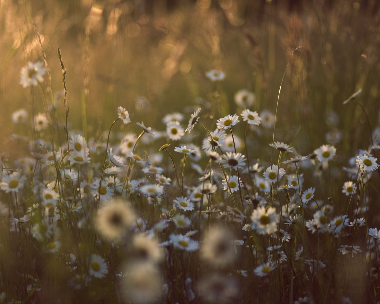 Обои свет, цветы, трава, солнце, природа, лето, поляна, ромашки, light, flowers, grass, the sun, nature, summer, glade, chamomile разрешение 3888x2592 Загрузить