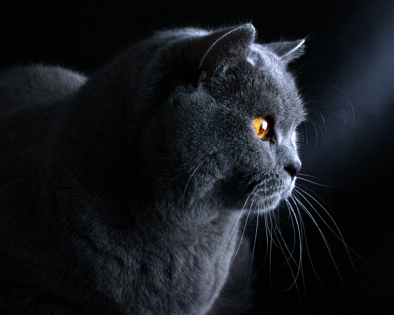 Обои кот, голубой, профиль, черный фон, британский, британская короткошерстная, cat, blue, profile, black background, british, british shorthair разрешение 1920x1440 Загрузить