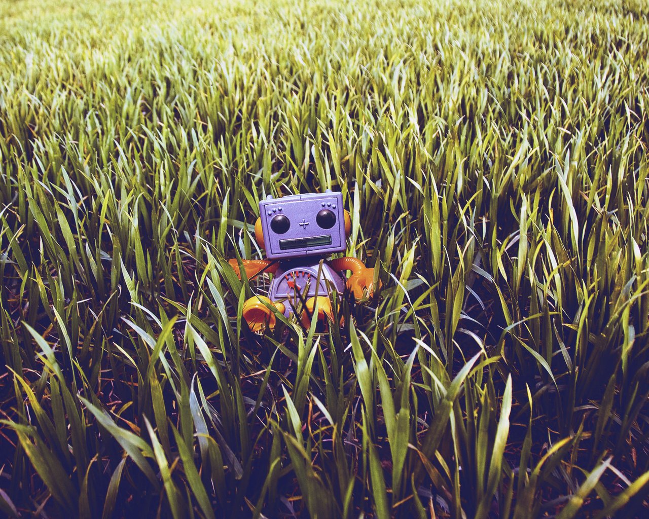 Обои трава, робот, игрушечный, газон, grass, robot, toy, lawn разрешение 1920x1200 Загрузить