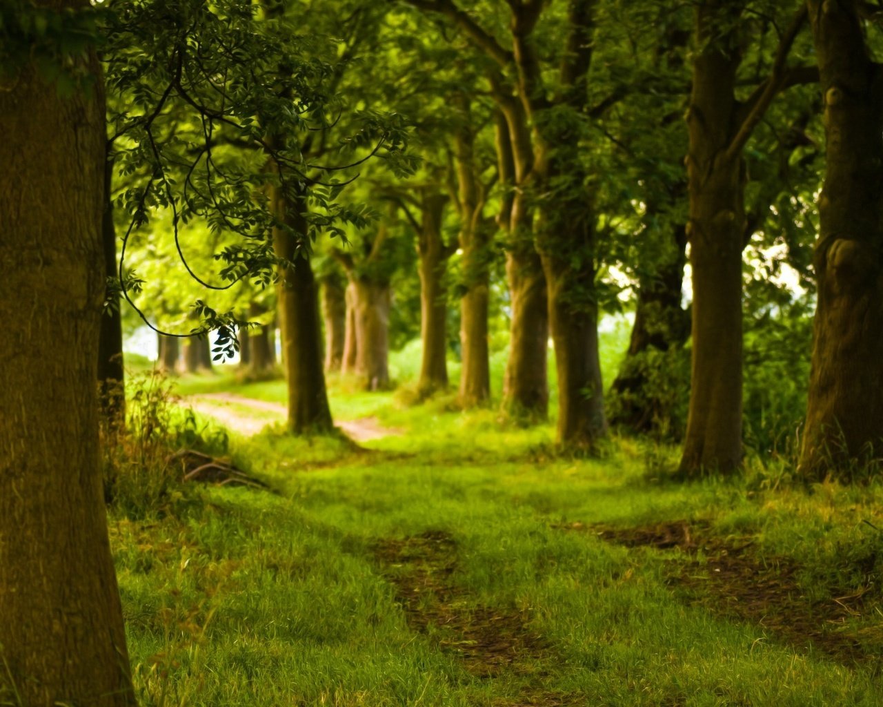 Обои деревья, природа, лес, фото, дорожка, ствол, trees, nature, forest, photo, track, trunk разрешение 1920x1200 Загрузить