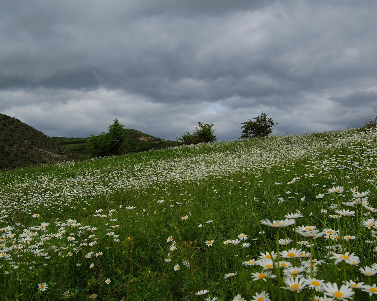 Обои поле, красивое, ромашек, field, beautiful, daisies разрешение 1920x1200 Загрузить