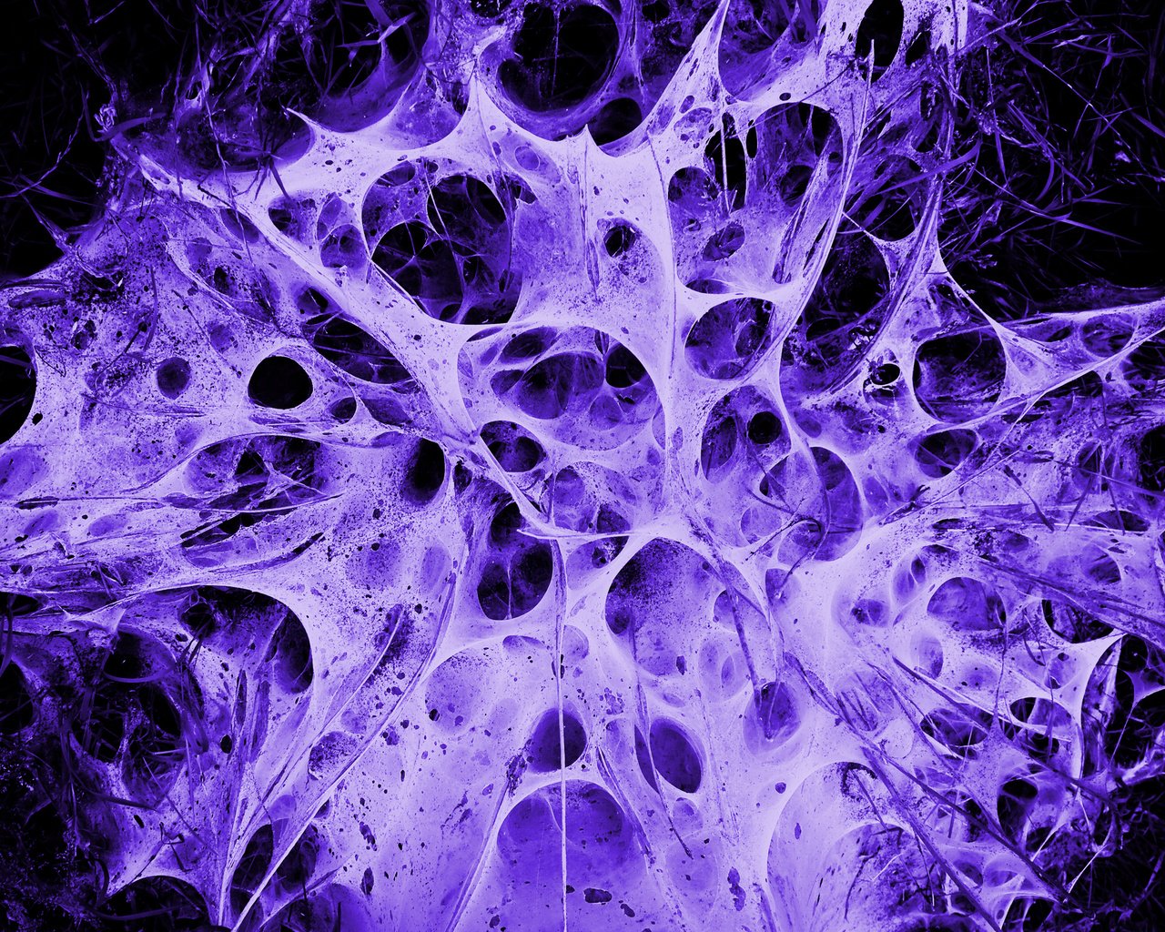 Обои фиолетовый, паутина, alien's nest, purple, web разрешение 2560x1600 Загрузить