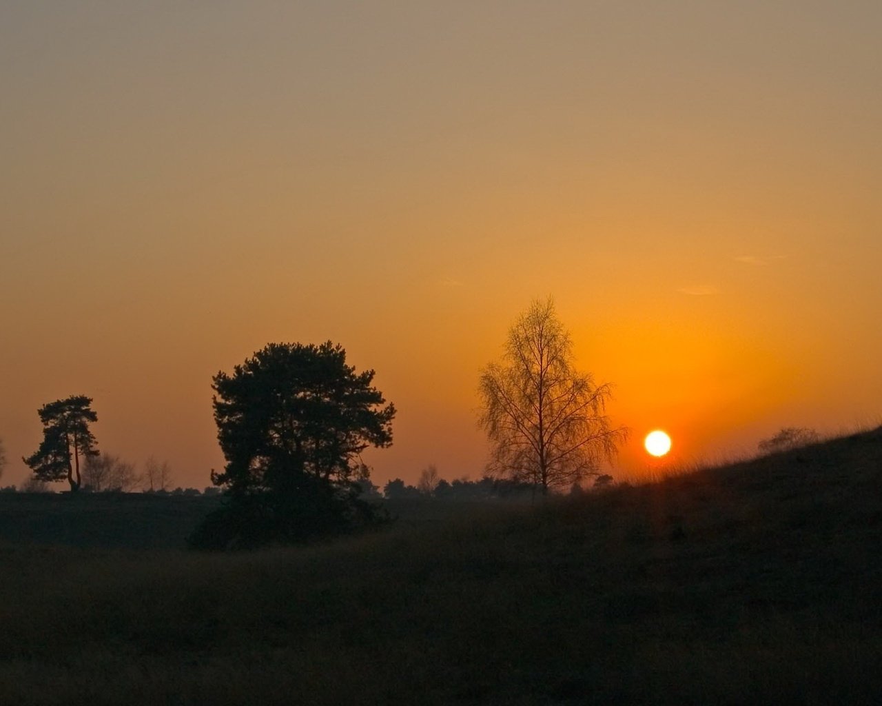 Обои небо, деревья, солнце, закат, горизонт, the sky, trees, the sun, sunset, horizon разрешение 1920x1200 Загрузить