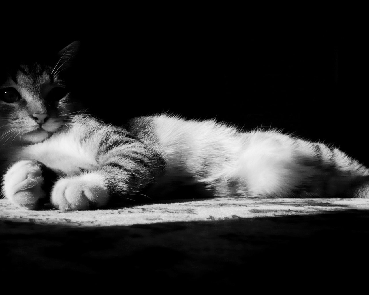 Обои кот, лапы, кошка, чёрно-белое, черно-белая, нос, cat, paws, black and white, nose разрешение 1920x1200 Загрузить