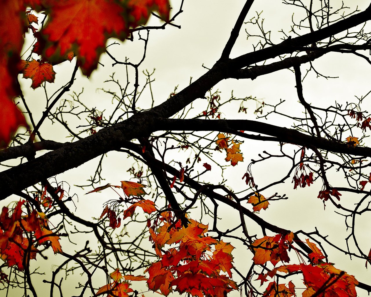 Обои небо, деревья, листья, осень, оранжевый, the sky, trees, leaves, autumn, orange разрешение 2560x1600 Загрузить