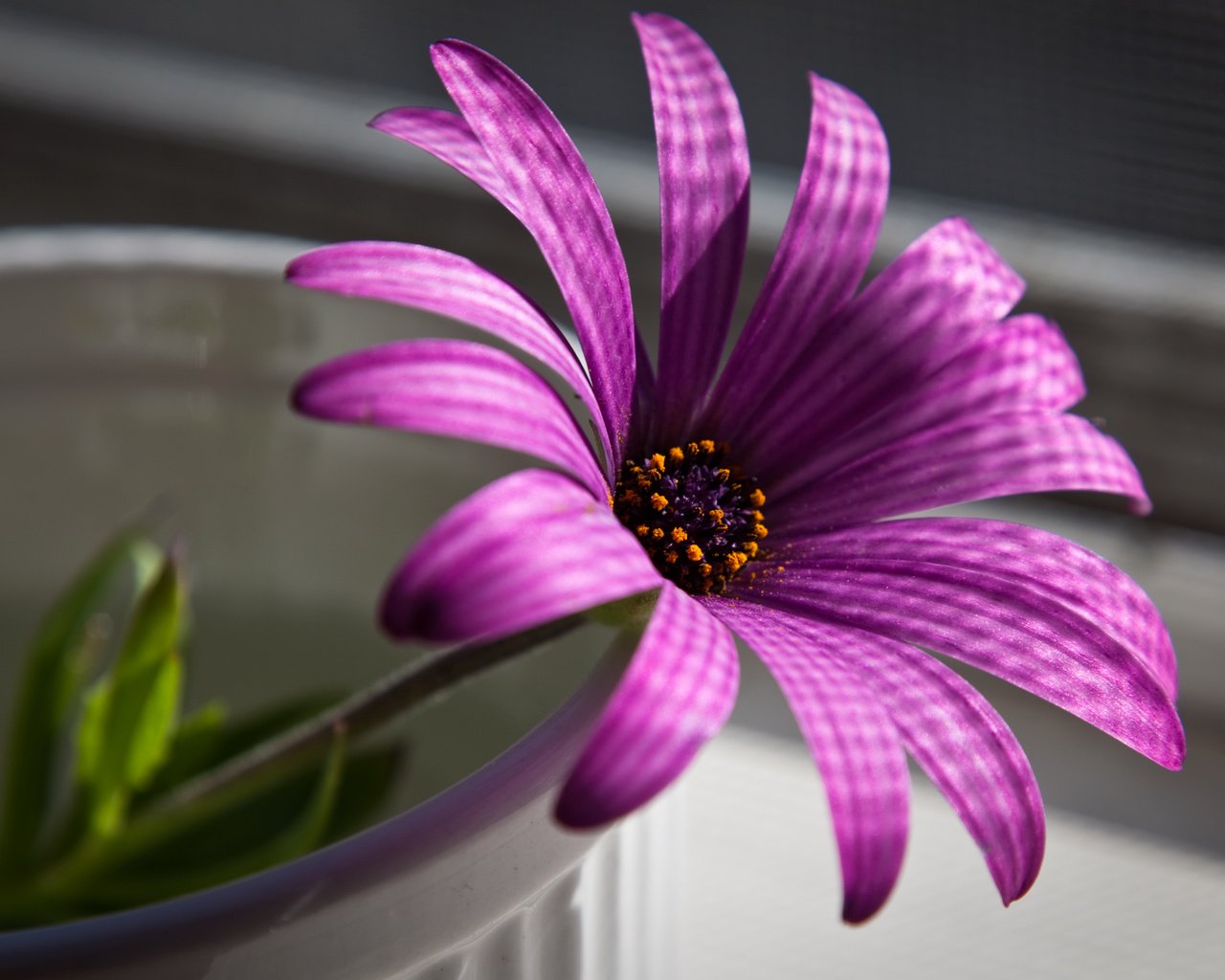 Обои макро, цветок, пурпурный, остеоспермум, африканская ромашка, macro, flower, purple, osteospermum, african daisy разрешение 2560x1600 Загрузить