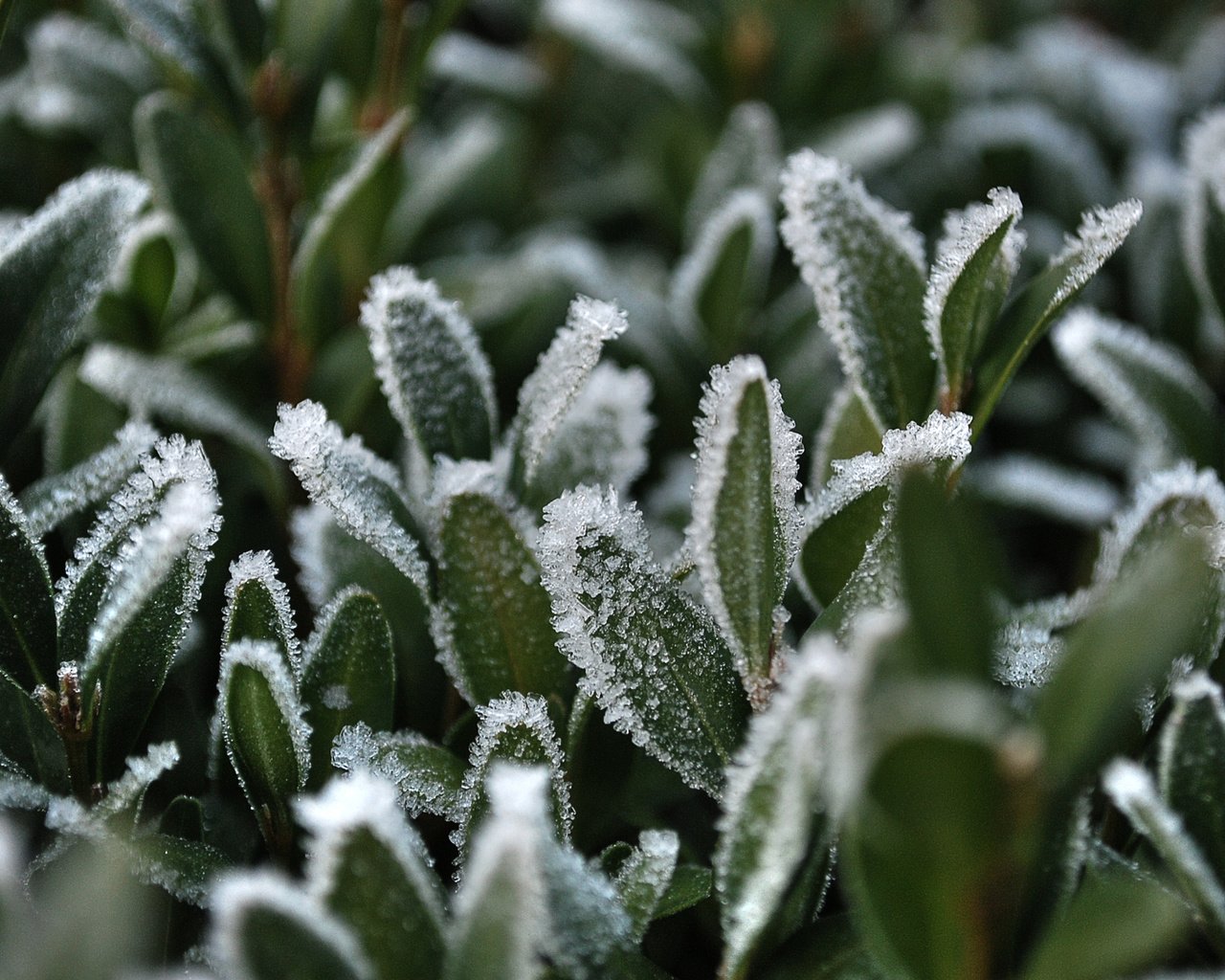 Обои трава, снег, иней, grass, snow, frost разрешение 2560x1600 Загрузить