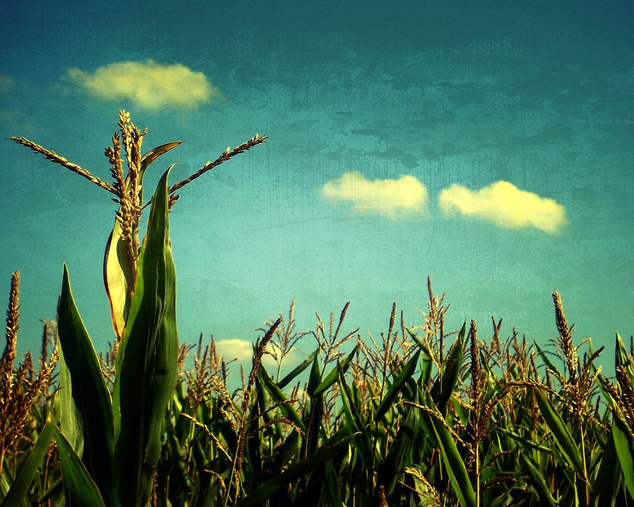 Обои небо, поле, злаки, the sky, field, cereals разрешение 1920x1200 Загрузить