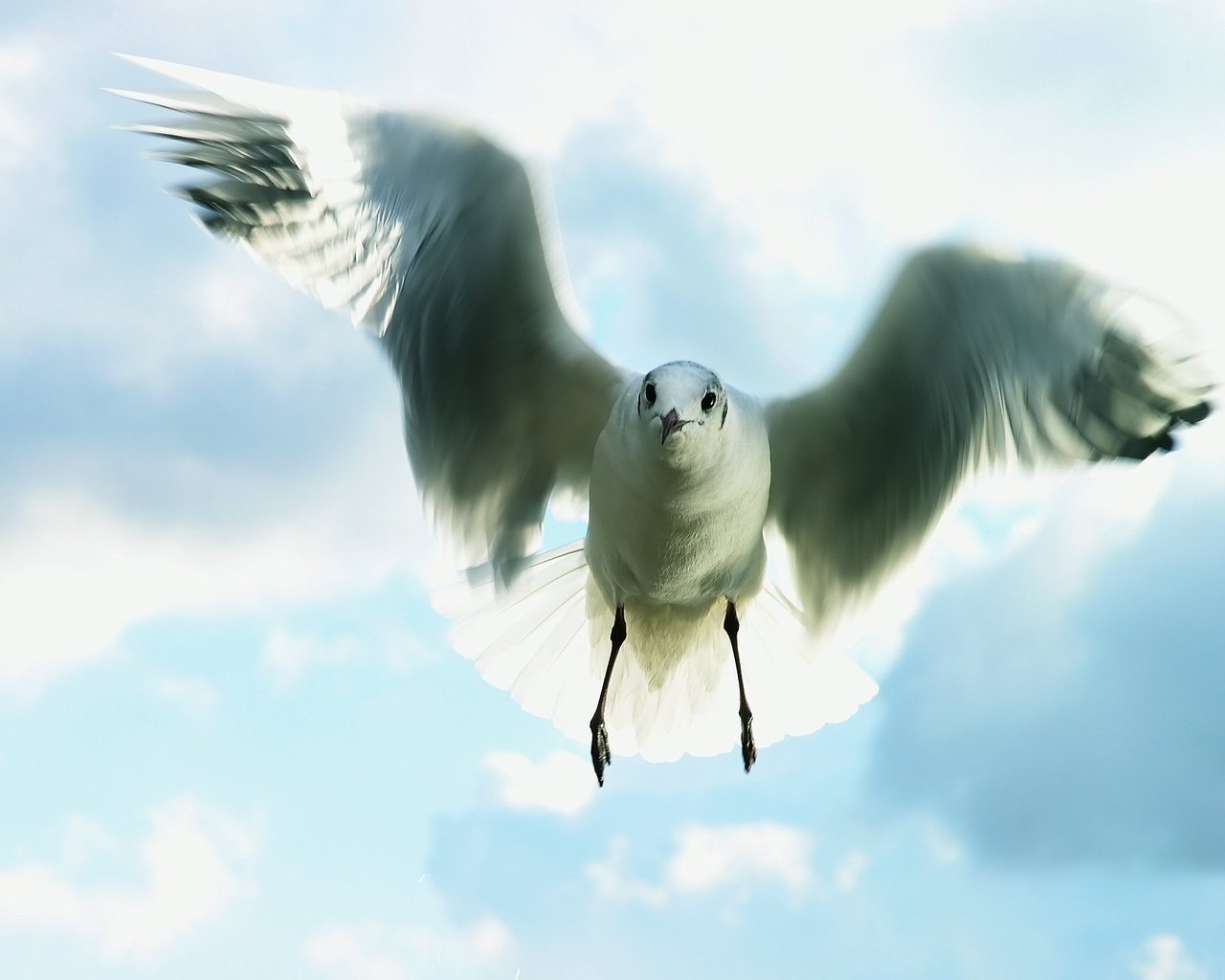 Обои небо, полет, чайка, the sky, flight, seagull разрешение 2959x2199 Загрузить