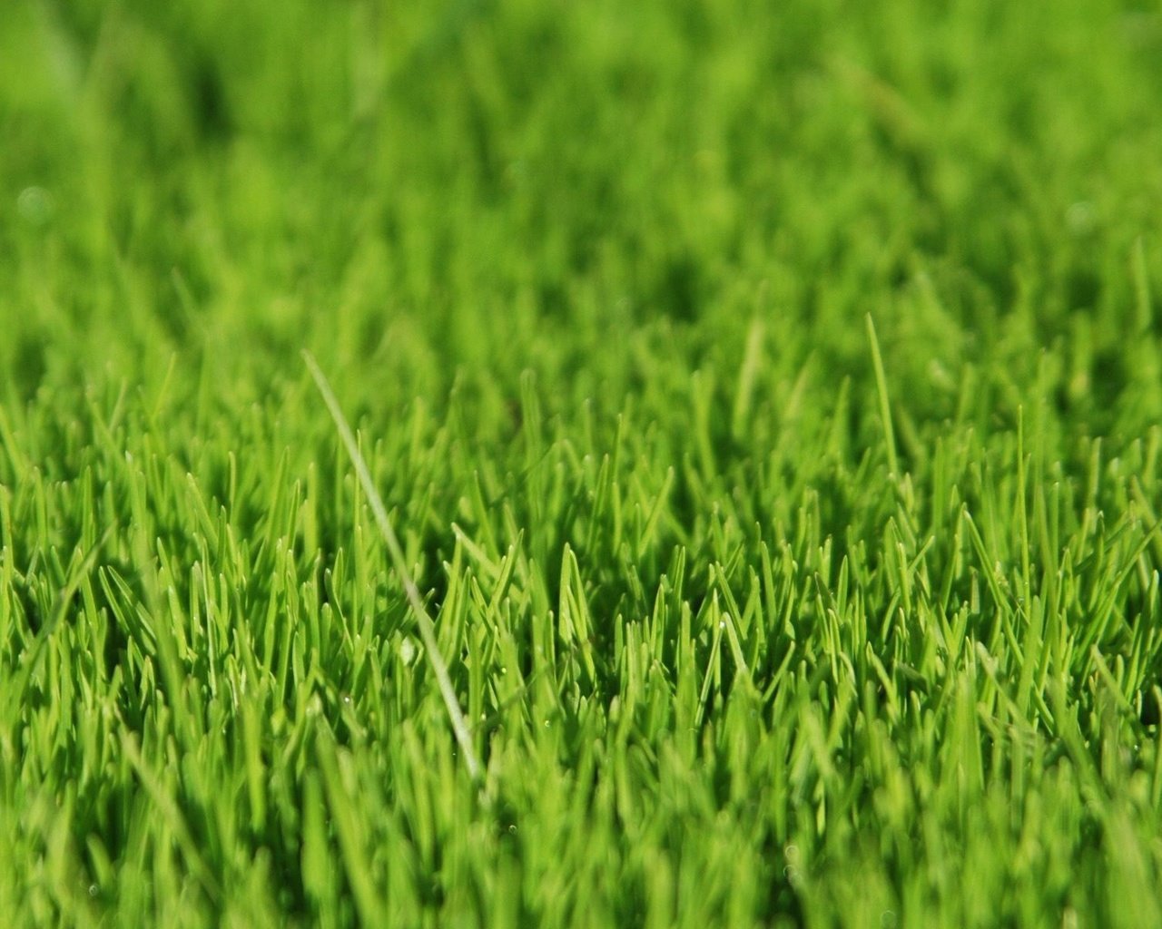 Обои трава, зелёный, grass, green разрешение 1920x1200 Загрузить
