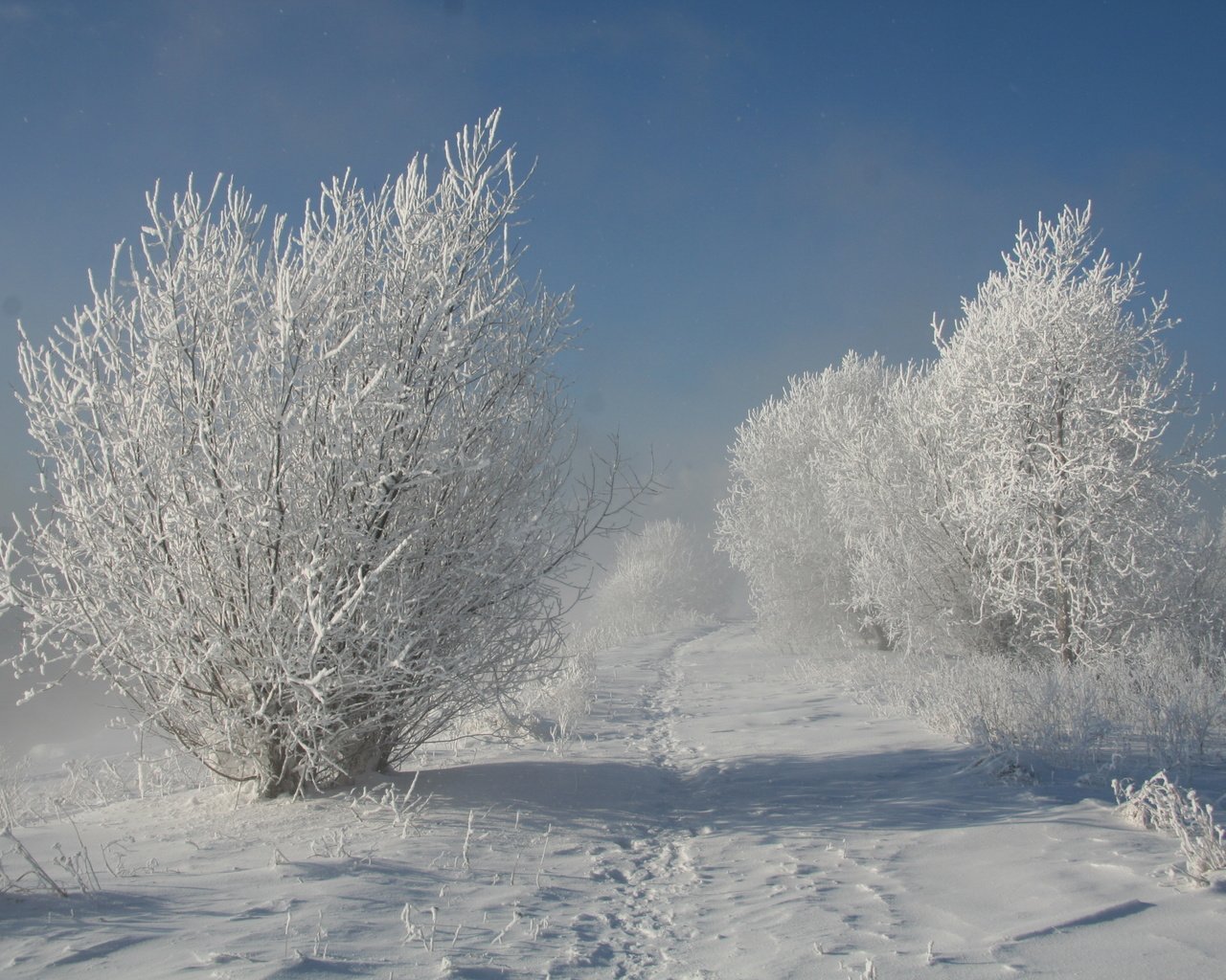 Обои деревья, снег, природа, зима, trees, snow, nature, winter разрешение 3456x2304 Загрузить