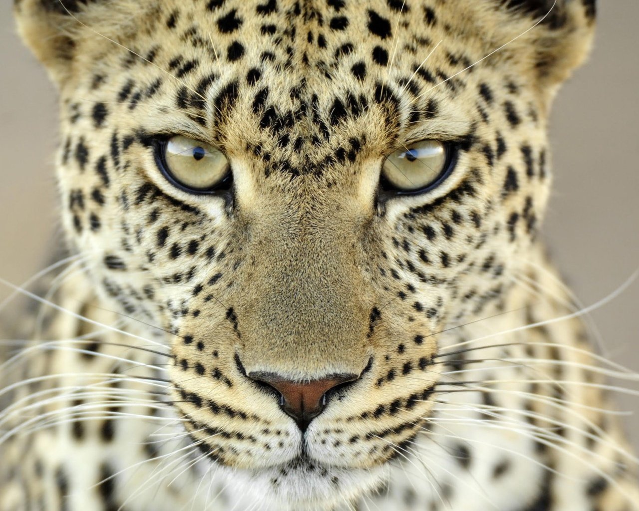 Обои морда, усы, взгляд, леопард, пятна, face, mustache, look, leopard, spot разрешение 1920x1200 Загрузить