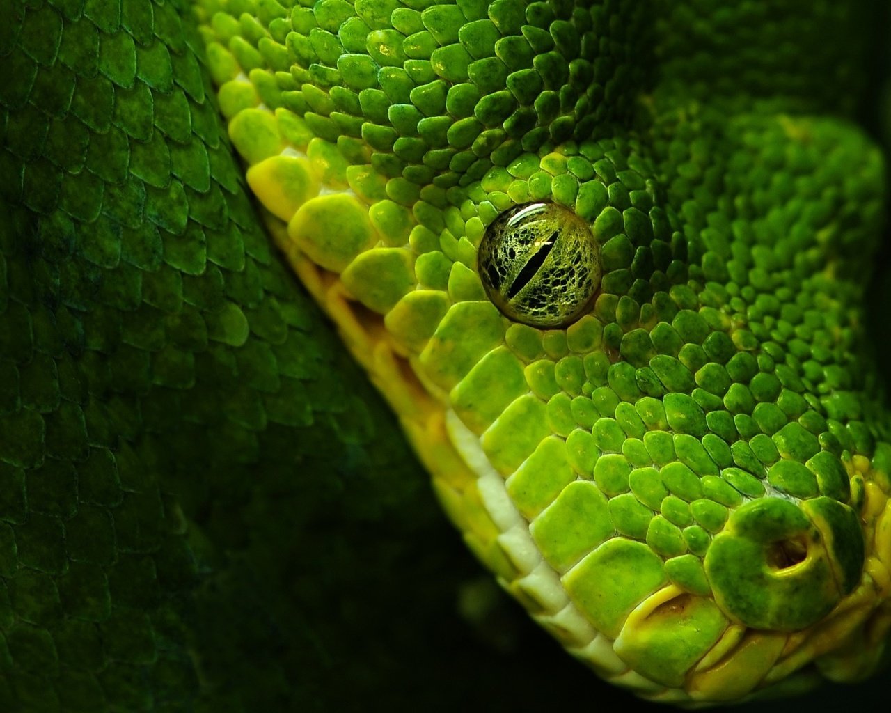 Обои зелёный, черный, змея, глаз, green, black, snake, eyes разрешение 1920x1200 Загрузить