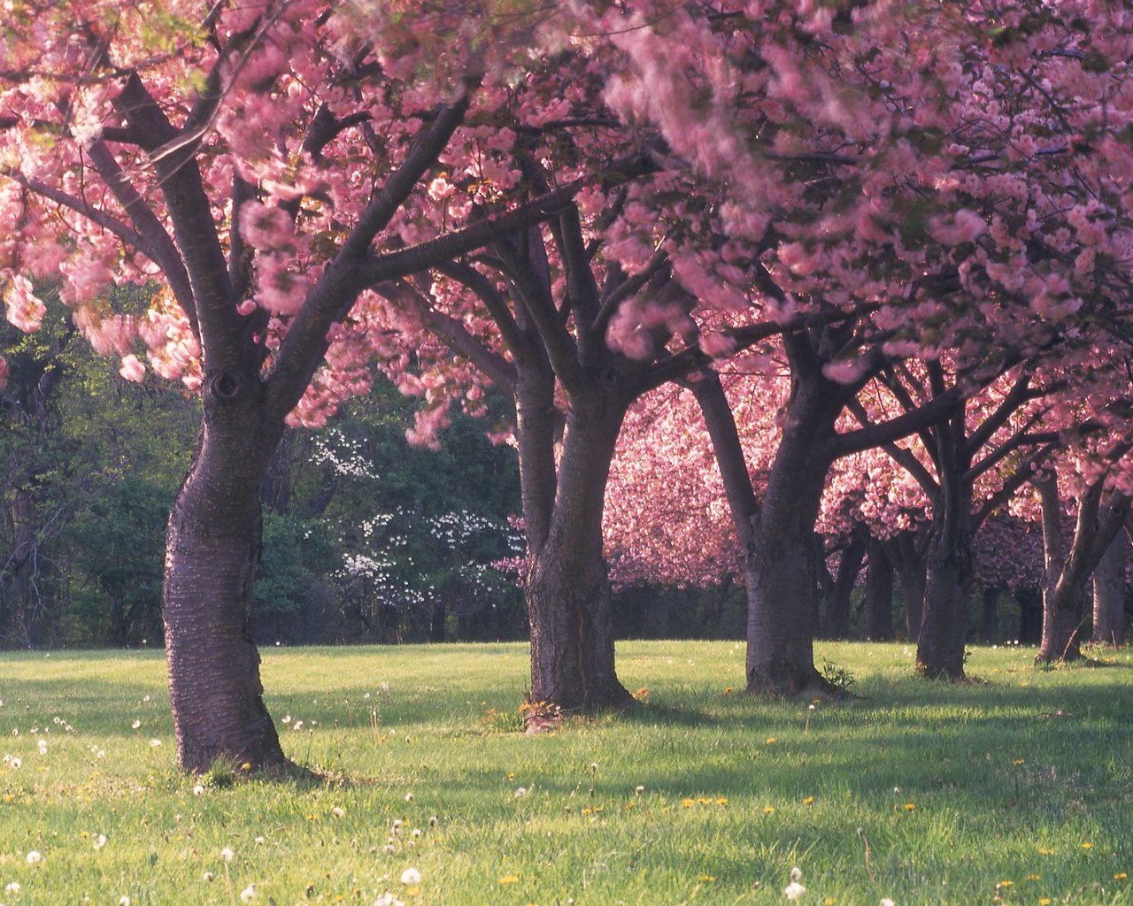 Обои цветы, трава, деревья, лес, красота, поляна, весна, flowers, grass, trees, forest, beauty, glade, spring разрешение 2560x1600 Загрузить