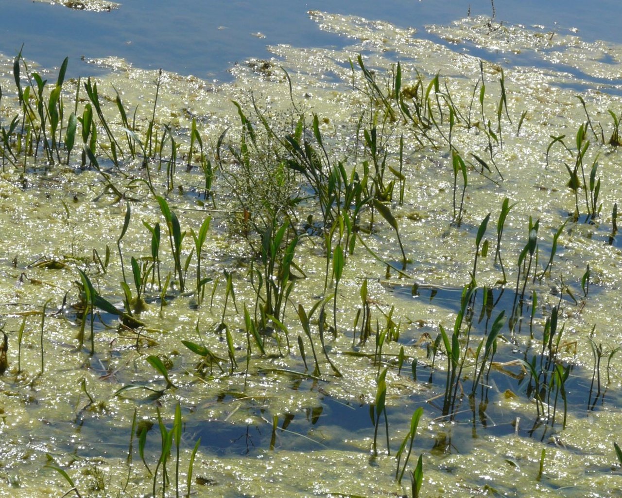 Обои лето зелень озеро, summer greens lake разрешение 1920x1082 Загрузить