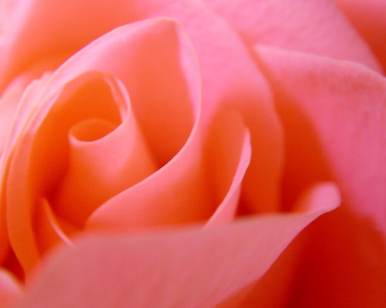 Обои цветок, роза, лепестки, бутон, flower, rose, petals, bud разрешение 1920x1200 Загрузить