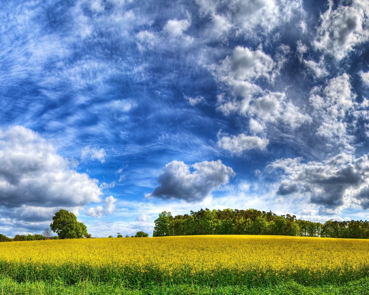 Обои небо, облака, желтый, поле, the sky, clouds, yellow, field разрешение 2560x1600 Загрузить