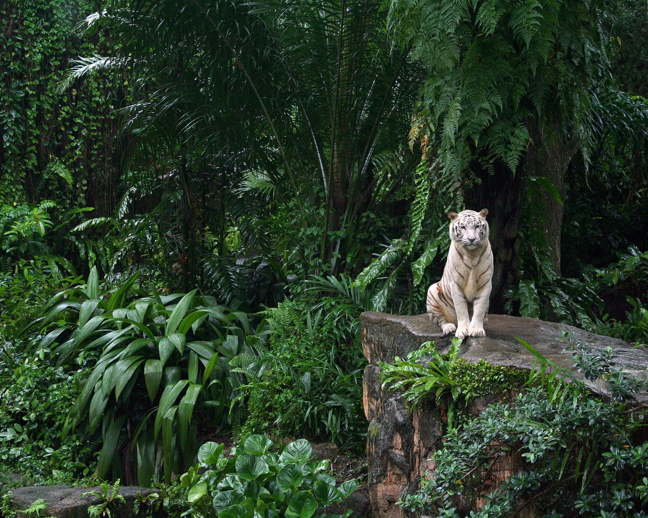 Обои зоопарк, белый тигр, сингапур, zoo, white tiger, singapore разрешение 2560x1600 Загрузить