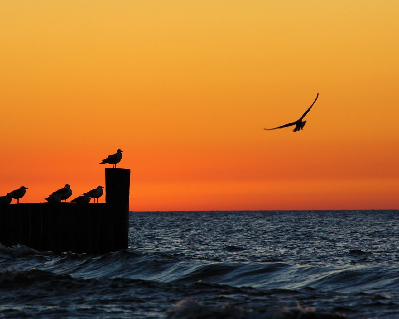 Обои вечер, закат, море, чайки, the evening, sunset, sea, seagulls разрешение 1920x1200 Загрузить