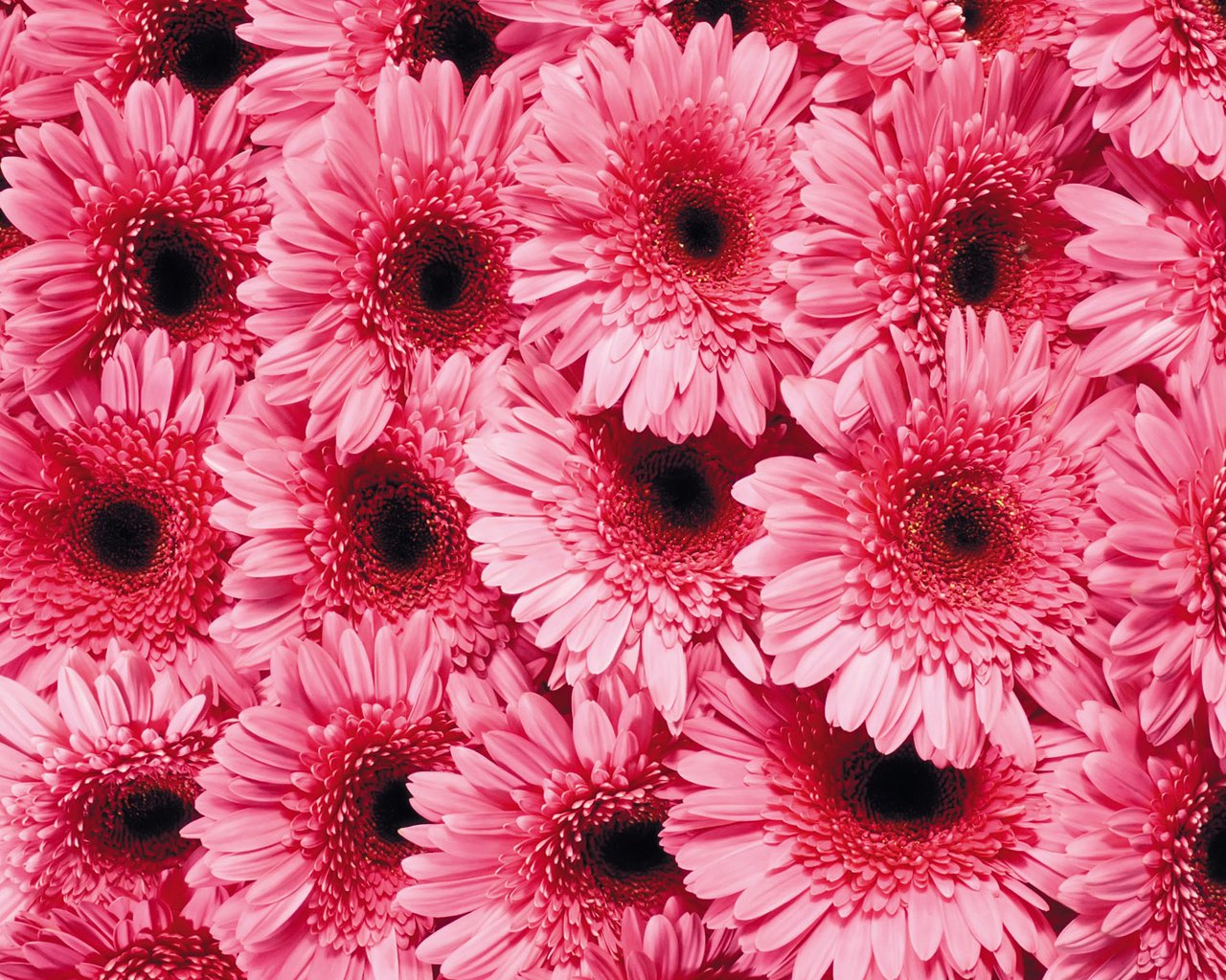Обои цветы, лепестки, розовые, гербера, flowers, petals, pink, gerbera разрешение 1920x1200 Загрузить
