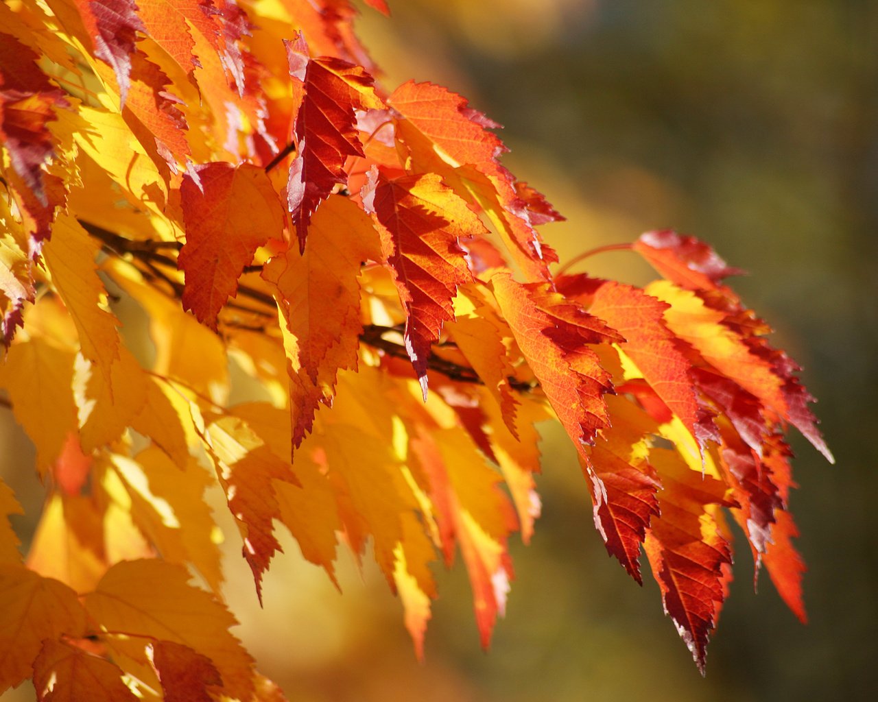 Обои листва, осень, клен, foliage, autumn, maple разрешение 1920x1080 Загрузить