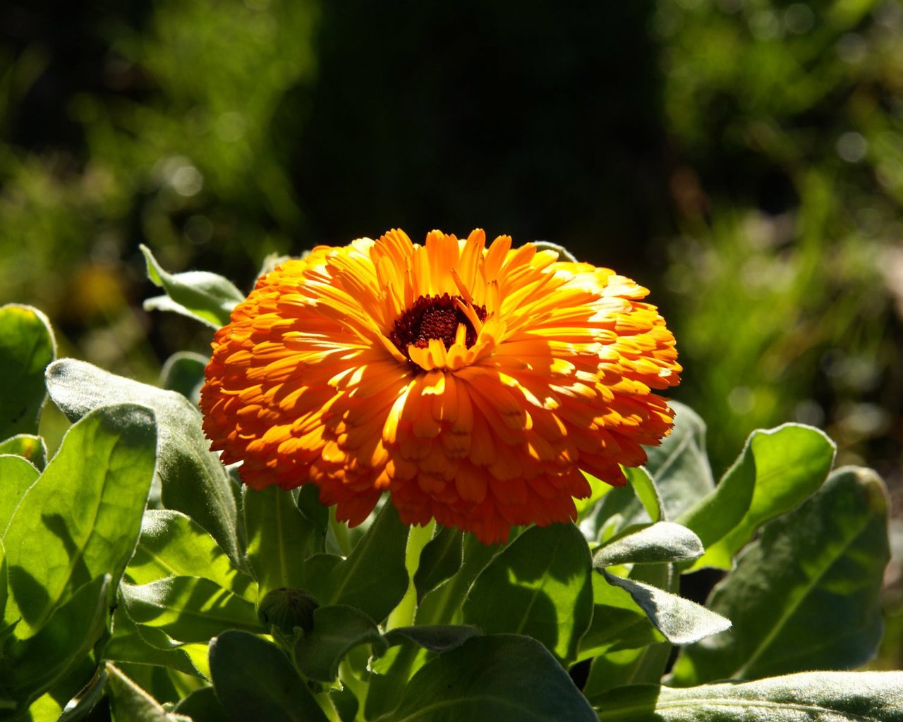 Обои листья, цветок, лепестки, календула, leaves, flower, petals, calendula разрешение 1920x1200 Загрузить