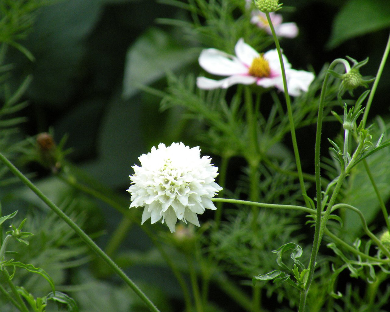 Обои цветы, листья, лепестки, белые, стебли, скабиоза, flowers, leaves, petals, white, stems, scabious разрешение 1920x1200 Загрузить