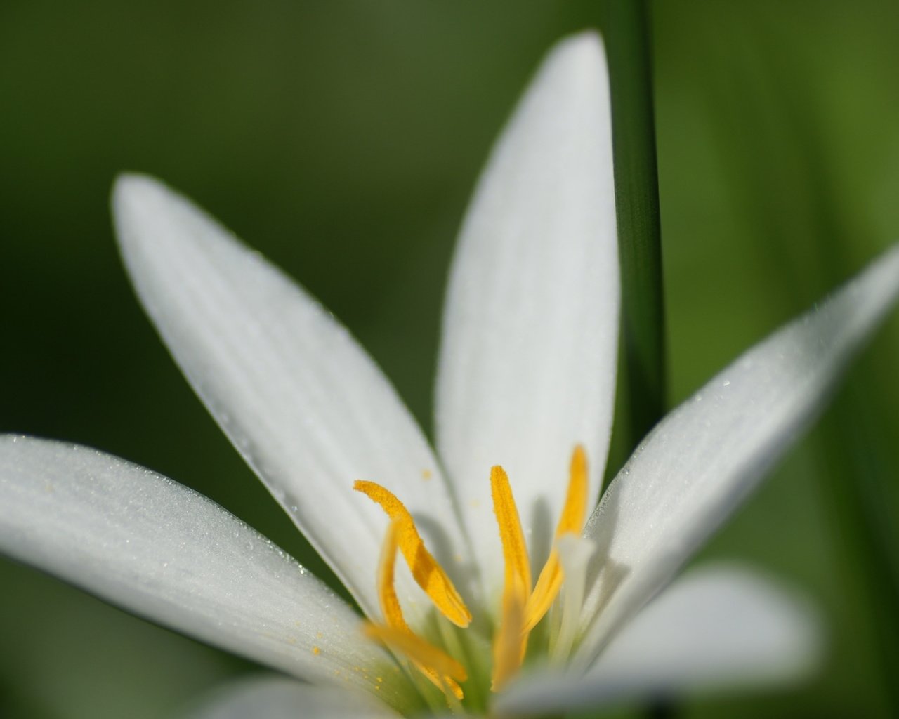 Обои макро, фон, цветок, белый, лилия, macro, background, flower, white, lily разрешение 1920x1200 Загрузить