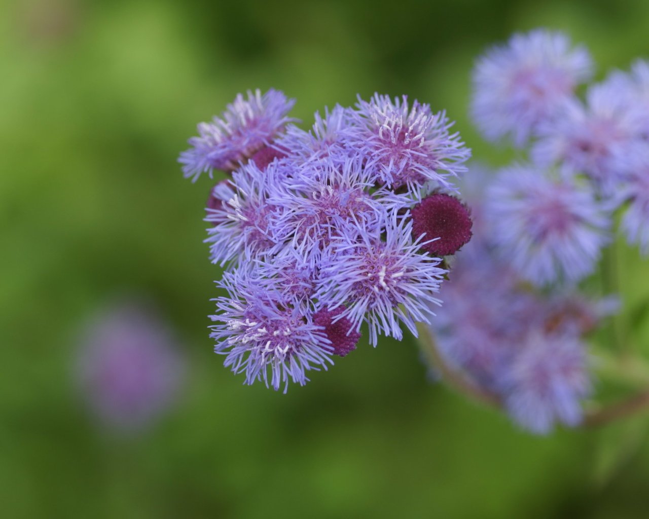 Обои цветы, размытость, агератум, flowers, blur, ageratum разрешение 1920x1200 Загрузить