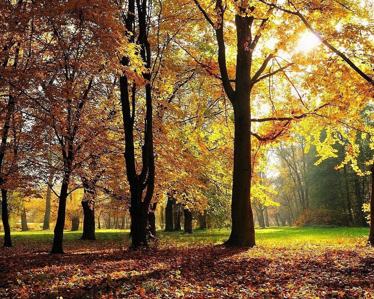 Обои деревья, солнце, лес, листва, осень, trees, the sun, forest, foliage, autumn разрешение 1920x1080 Загрузить