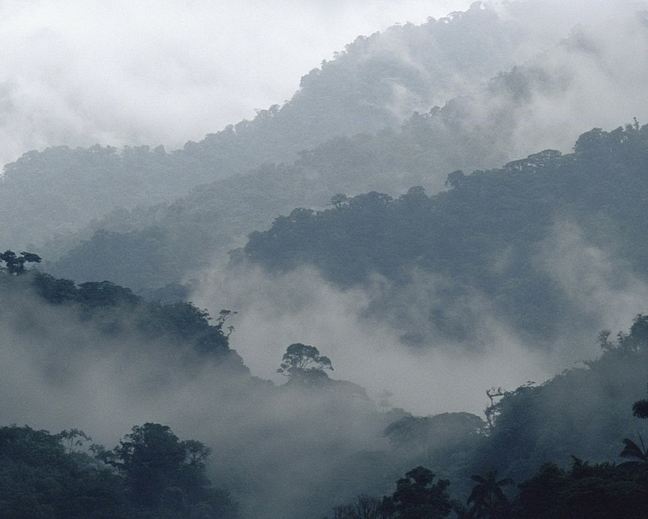 Обои деревья, горы, природа, пейзаж, туман, trees, mountains, nature, landscape, fog разрешение 1920x1080 Загрузить
