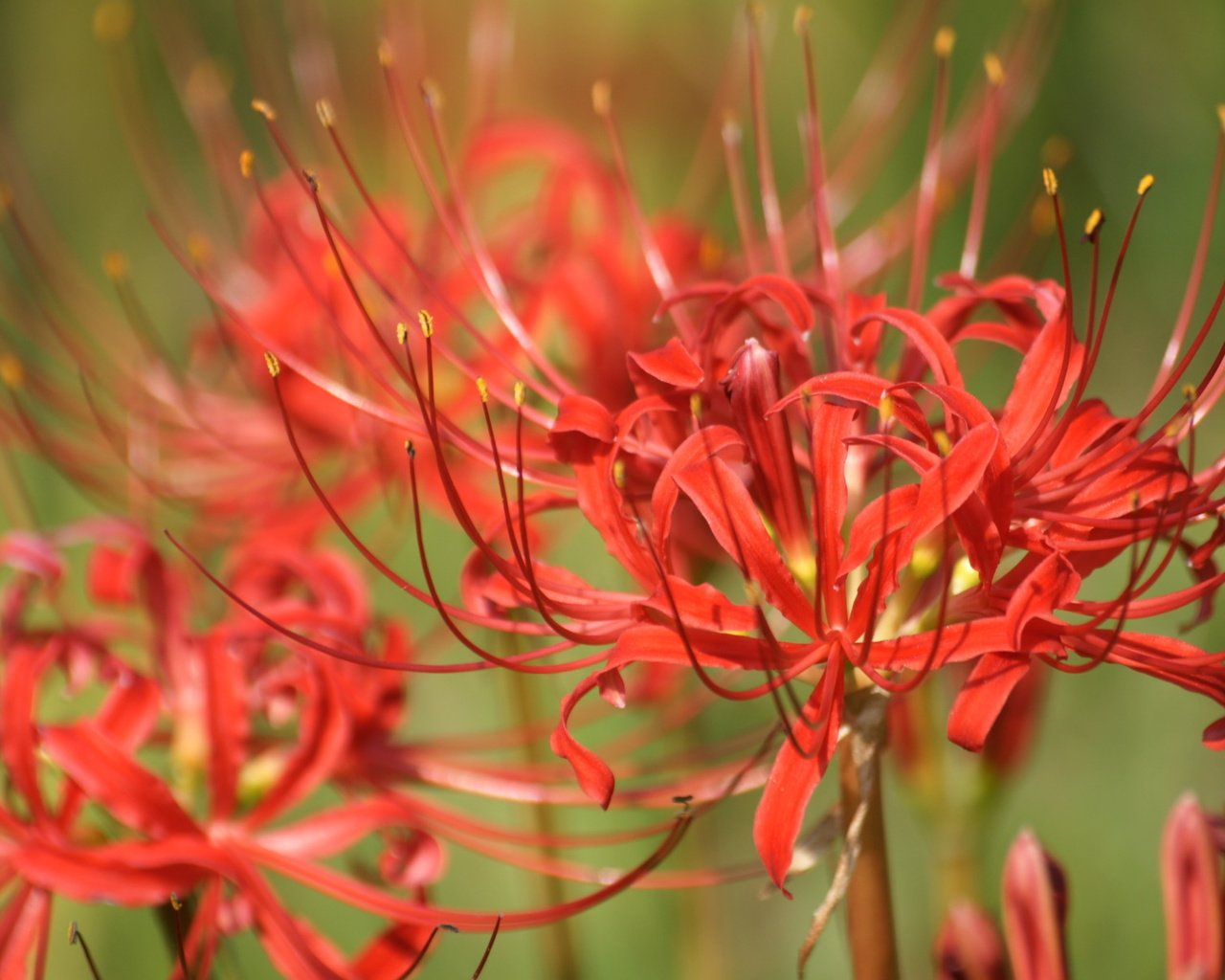 Обои цветы, лилии, лилейники, ликорис лучистый, ликорис, flowers, lily, the daylilies, he lost his parents, radiant, he lost his parents, разрешение 1920x1200 Загрузить