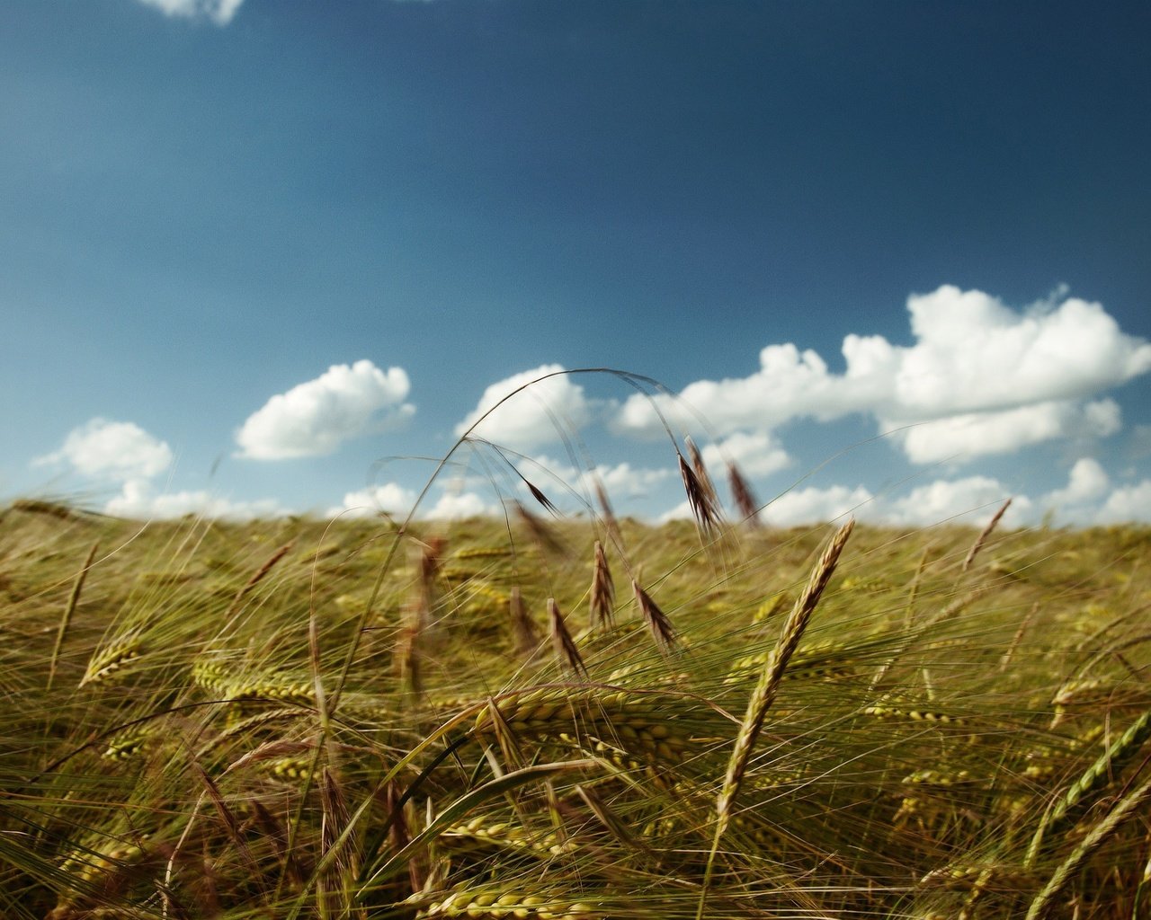 Обои небо, облака, поле, колосья, пшеница, the sky, clouds, field, ears, wheat разрешение 2560x1600 Загрузить