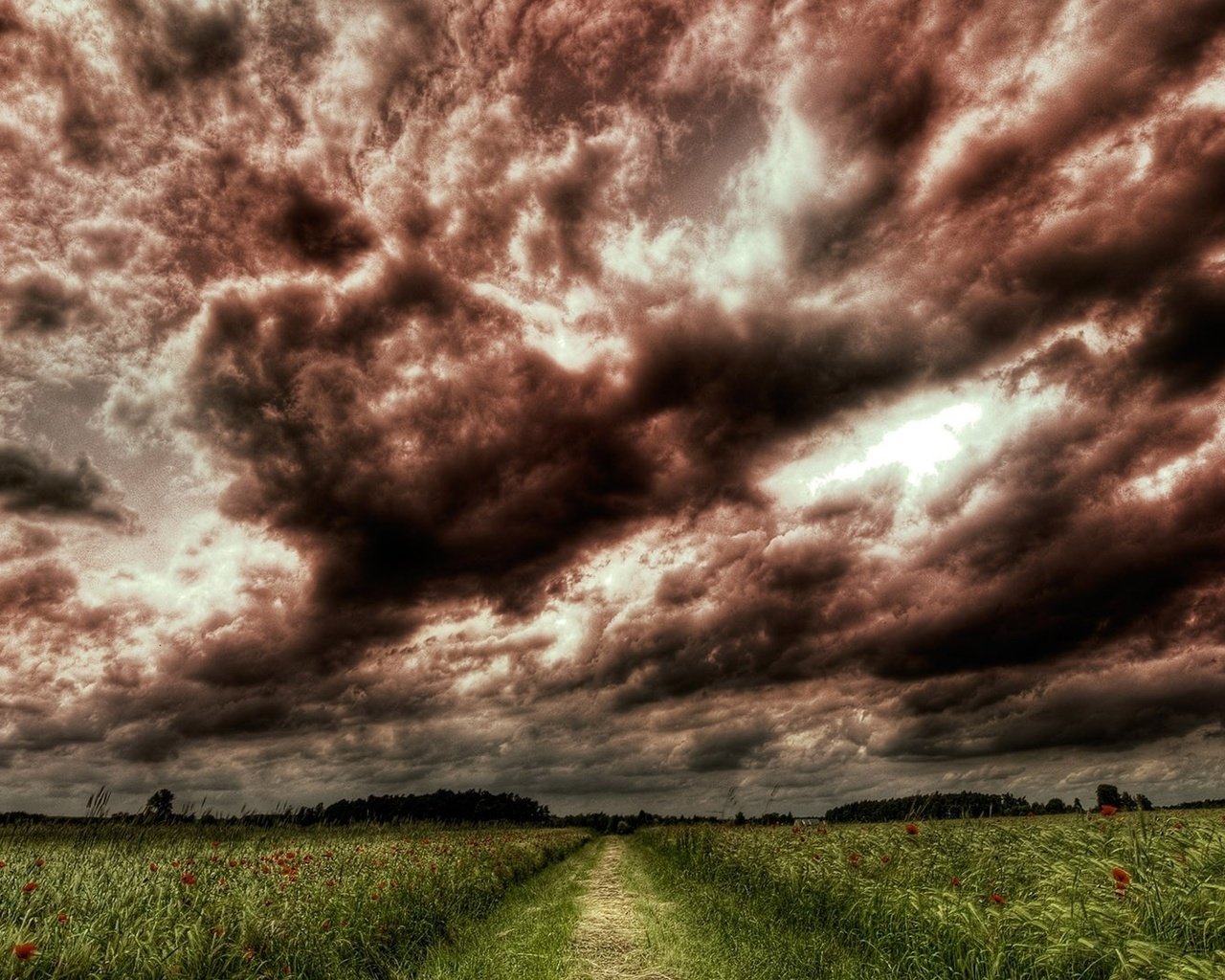 Обои небо, дорога, цветы, трава, деревья, тучи, поле, the sky, road, flowers, grass, trees, clouds, field разрешение 1920x1080 Загрузить