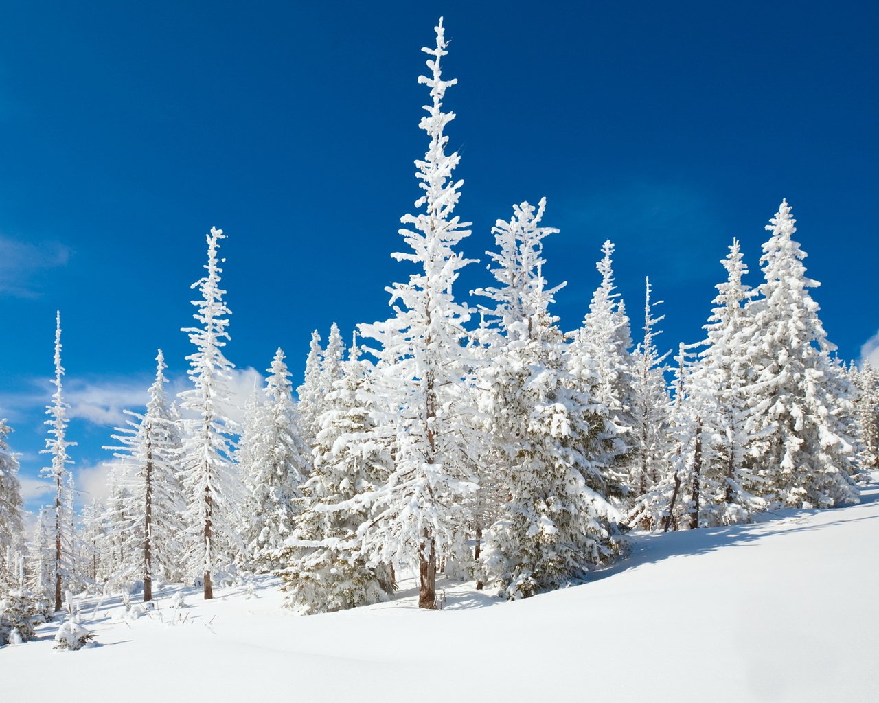 Обои небо, снег, природа, зима, the sky, snow, nature, winter разрешение 1920x1200 Загрузить