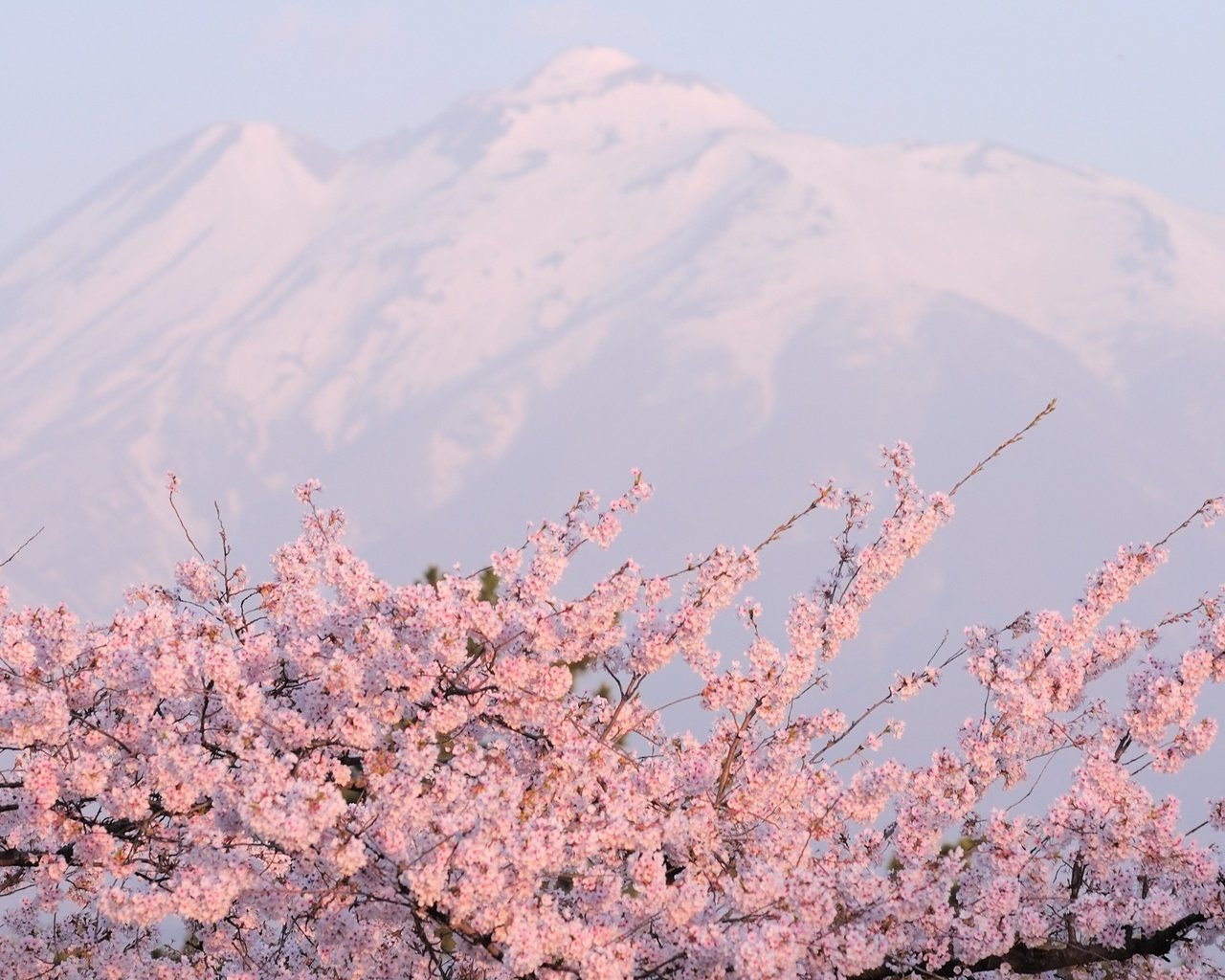 Обои горы, розовое, цветущая сакура, mountains, pink, cherry blossoms разрешение 2560x1600 Загрузить