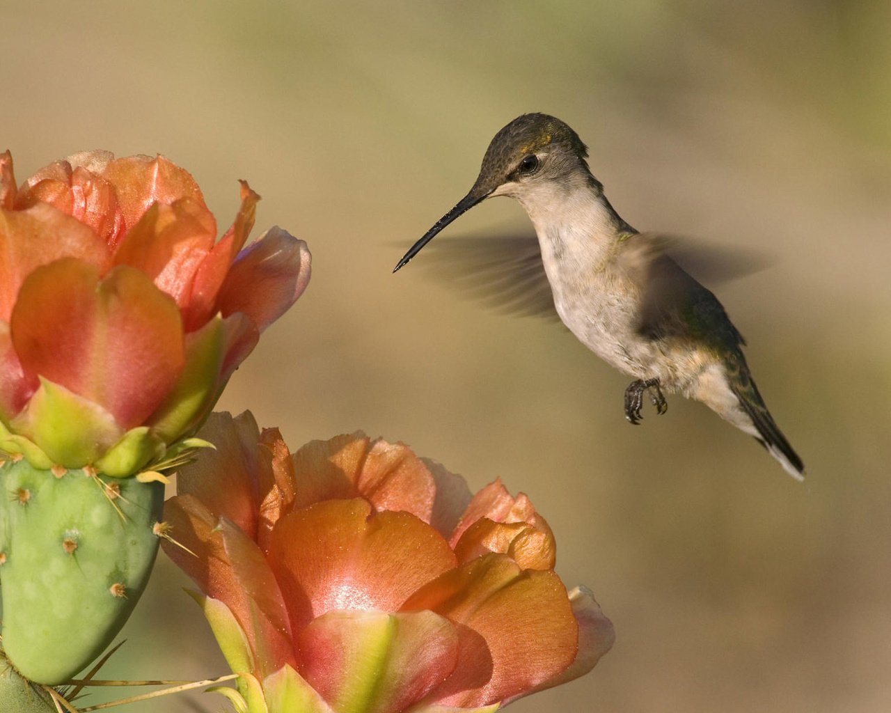 Обои природа, колибри, фон, пейзаж, цветок, птица, клюв, перья, кактус, nature, hummingbird, background, landscape, flower, bird, beak, feathers, cactus разрешение 1920x1200 Загрузить