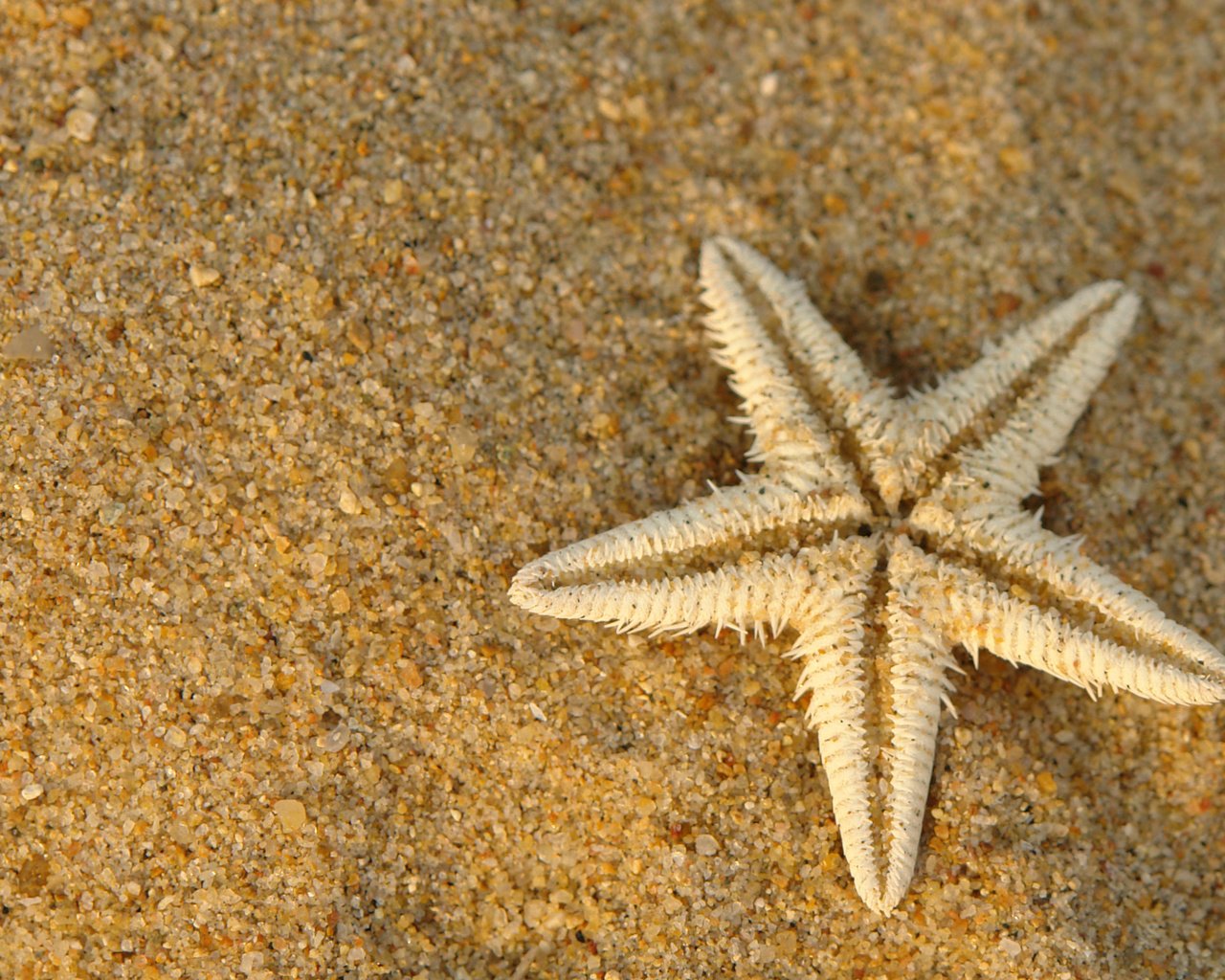 Обои макро, песок, сухая, морская звезда, подводный мир, macro, sand, dry, starfish, underwater world разрешение 2560x1600 Загрузить
