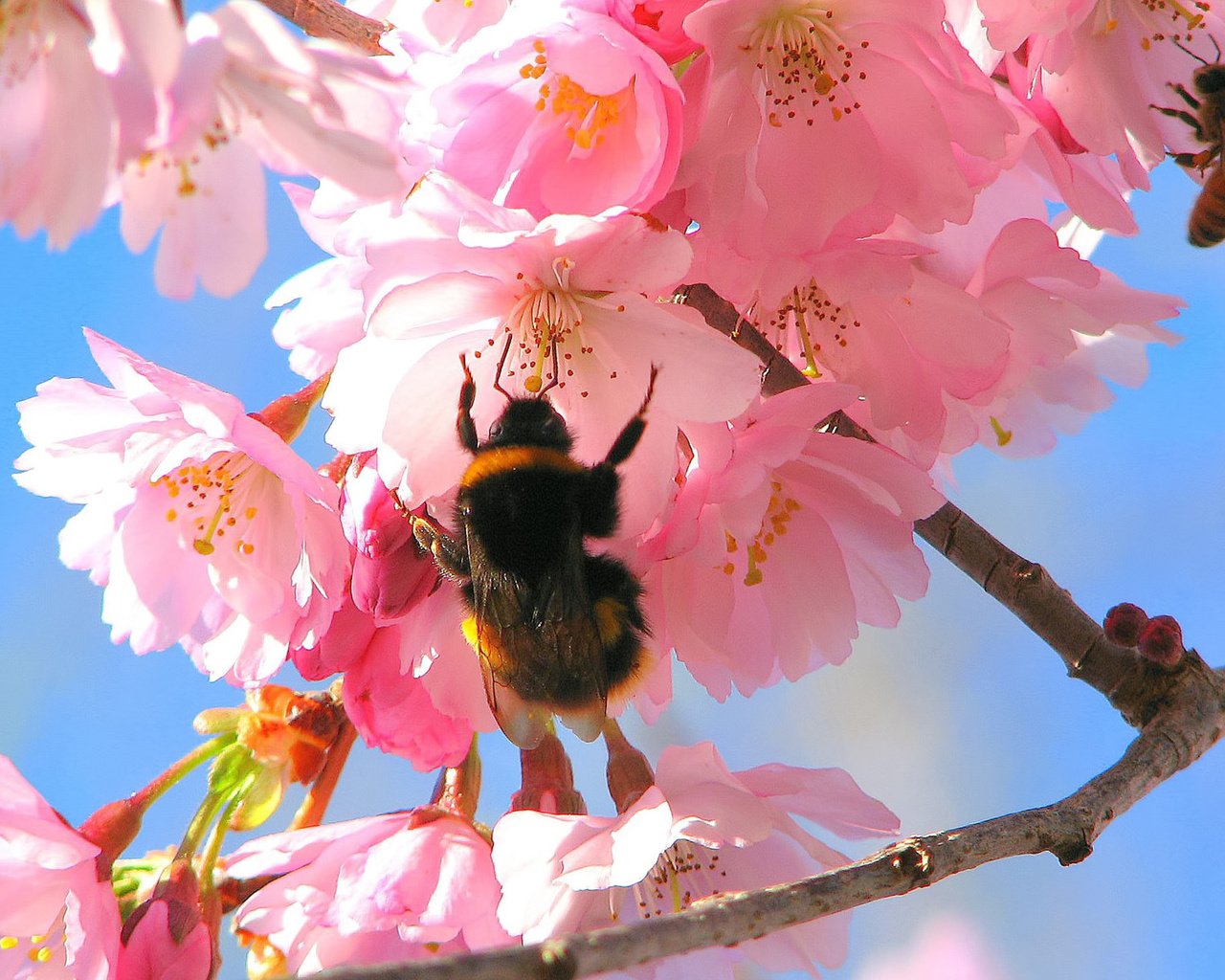 Обои цветение, весна, яблоня, шмель, flowering, spring, apple, bumblebee разрешение 1920x1200 Загрузить