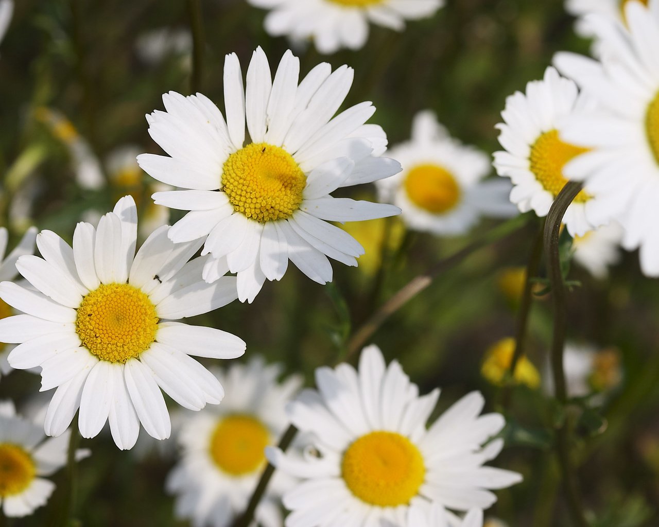 Обои цветы, лепестки, ромашки, белоснежные, flowers, petals, chamomile, white разрешение 2560x1600 Загрузить