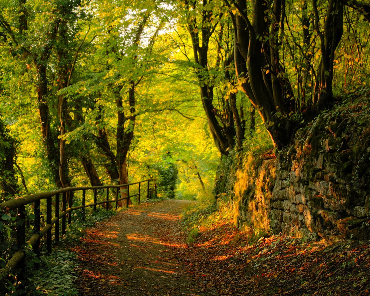 Обои природа, лес, пейзаж, дорожка, забор, деревьями, nature, forest, landscape, track, the fence, trees разрешение 1920x1080 Загрузить