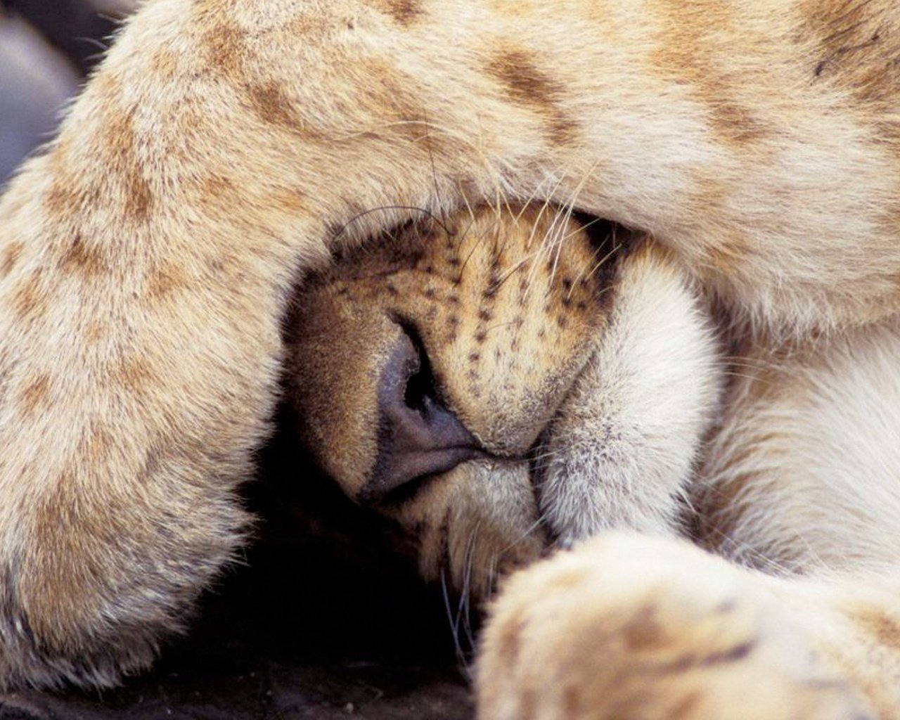 Лапка льва. Сонный Львенок. Спящий Львенок. Спящие львы.