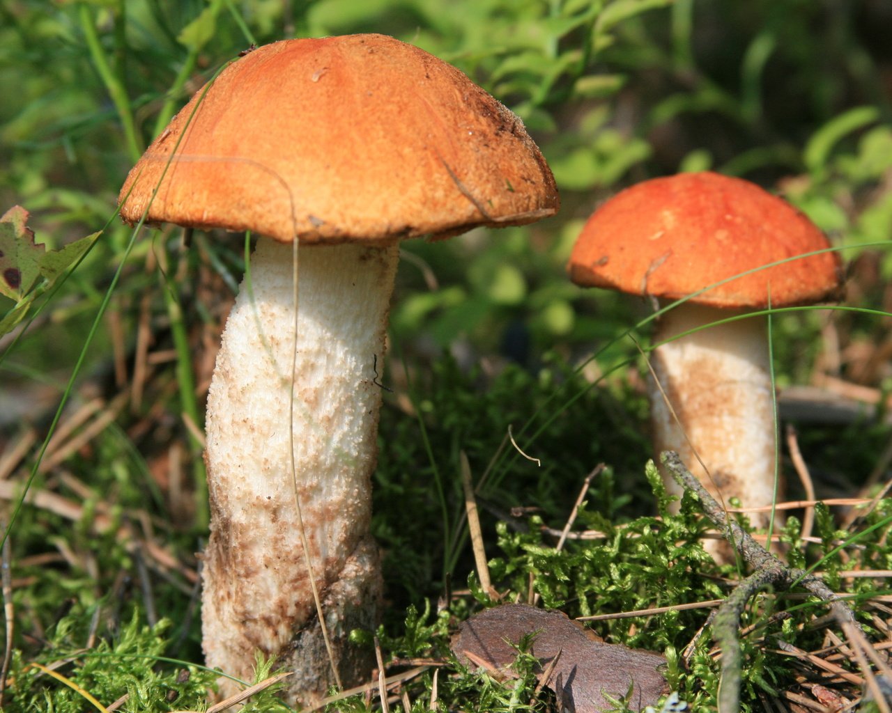 Обои трава, гриба, природа, лес, макро, грибы, прогулка, два, подосиновики, grass, mushroom, nature, forest, macro, mushrooms, walk, two, aspen разрешение 3888x2592 Загрузить