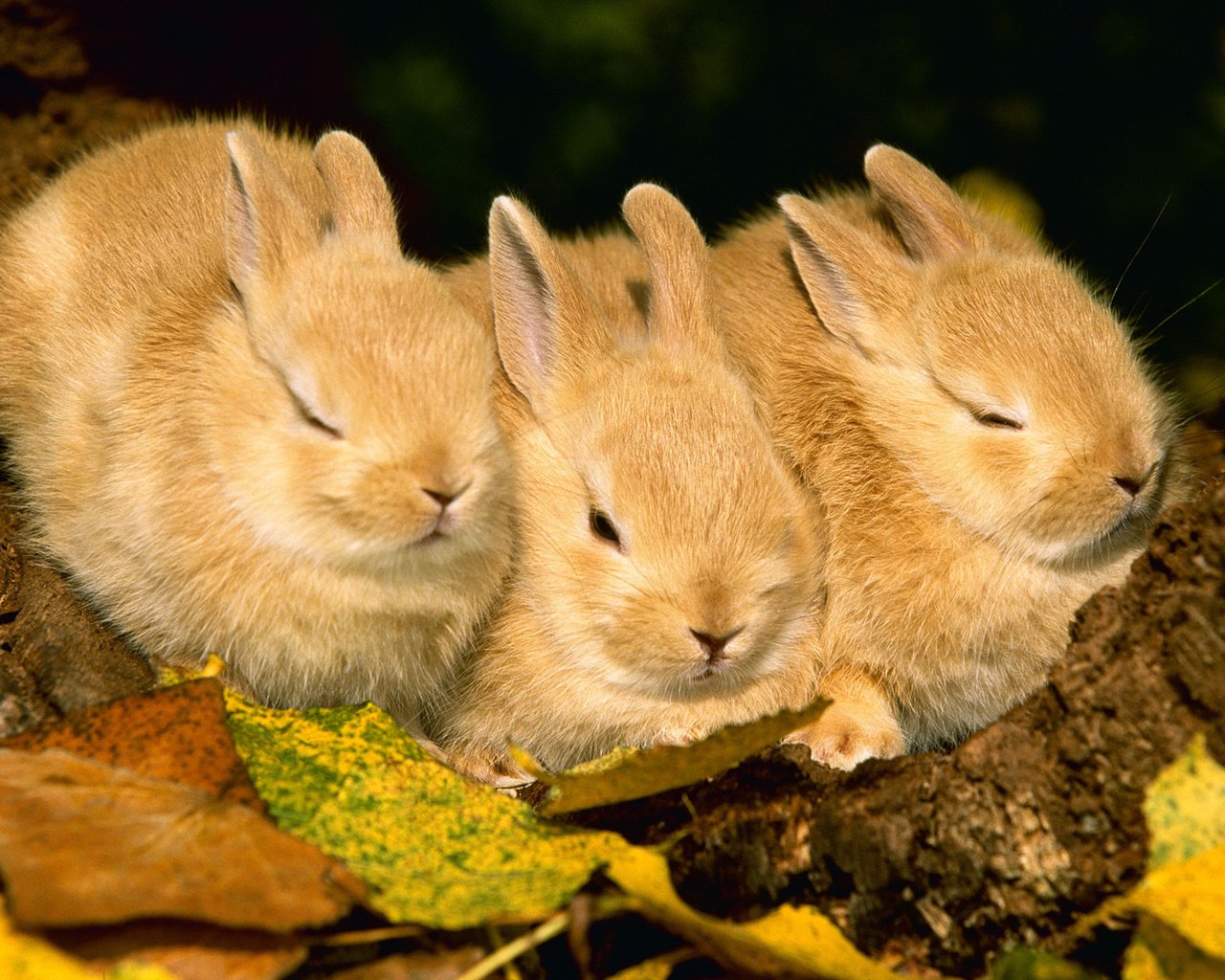 Обои животные, листва, осень, кролик, кролики, animals, foliage, autumn, rabbit, rabbits разрешение 1920x1080 Загрузить
