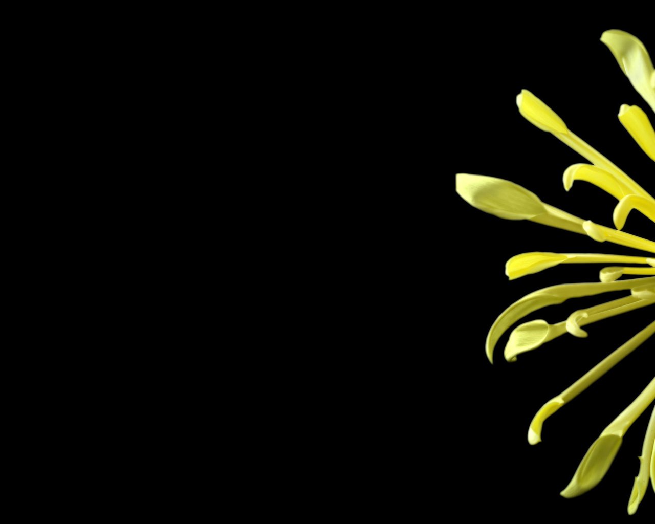 Обои цветок, черный фон, половина, хризантема, flower, black background, half, chrysanthemum разрешение 2560x1600 Загрузить