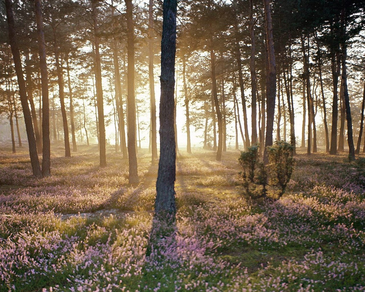 Обои лес, пейзаж, солнечный свет, forest, landscape, sunlight разрешение 1920x1080 Загрузить